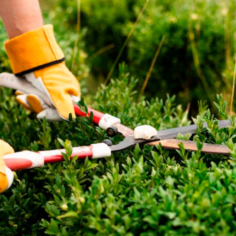 Poda, desbrozado y fumigación